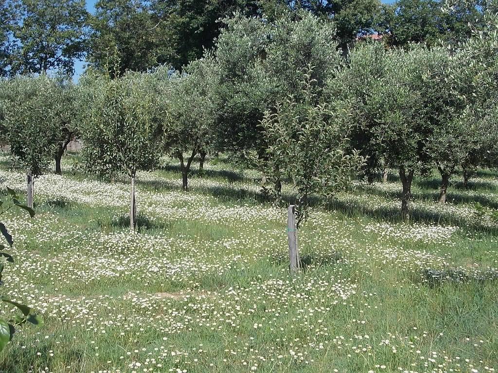 Uliveto Garden *