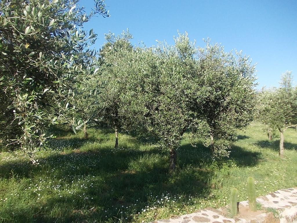 Uliveto Garden Bed & Breakfast Bagnara Calabra